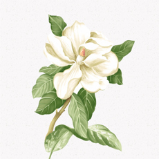 茉莉转 茉莉转
