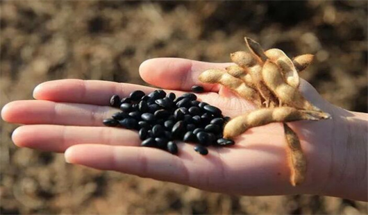黑豆的营养价值与功效，黑豆怎么吃效果好一文解惑！ 第1张
