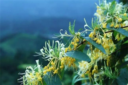 金银花的功效与作用（金银花和什么搭配效果好） 第1张