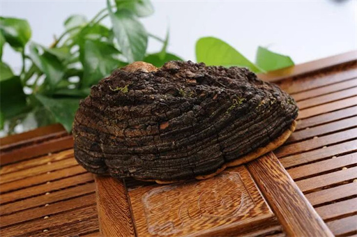 桑黄的功效与作用，以及日常食用方法有哪些一文解惑！ 第1张