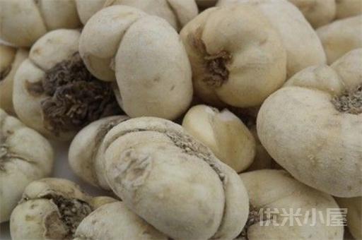 浙贝母的功效与作用，以及浙贝母的适合与禁忌人群盘点！ 第1张